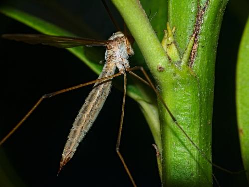 Tipula oleracea